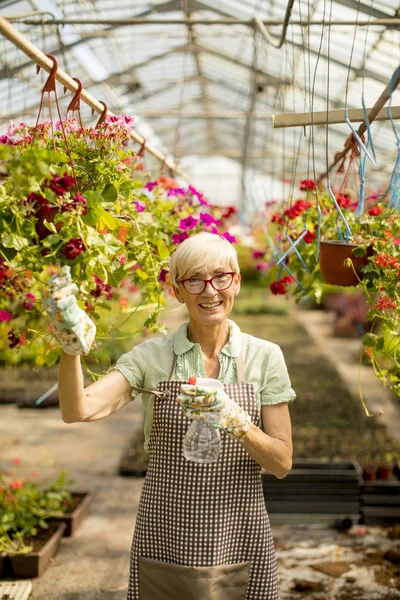 Ritratto Donna Fiorista Anziana Felice Piedi Utilizzando Spruzzatore Nel Grande — Foto Stock