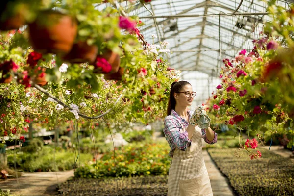 かなり若い女性温室の春の花と作業 — ストック写真