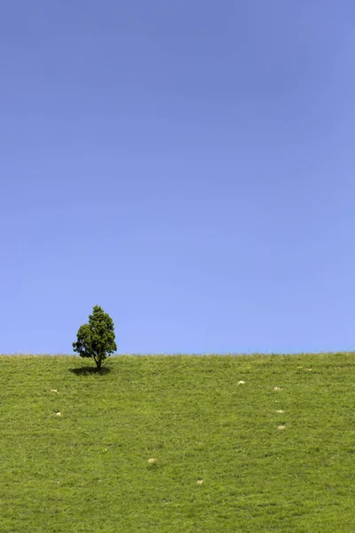 Вид Красивые Зеленые Холмы Одинокое Дерево Весной — стоковое фото