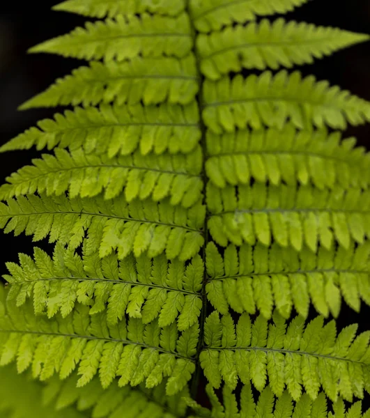 Detalle Del Helecho Madera Dryopteris Remotas Hojas —  Fotos de Stock