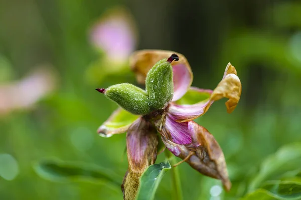 Pfingstrosenblume Paeonia Officinalis Garten — Stockfoto