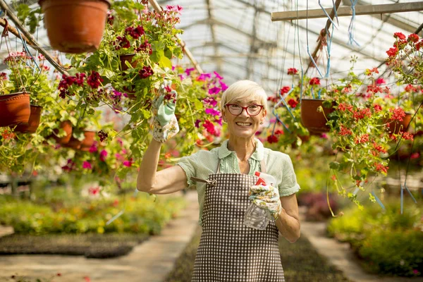 Retrato Feliz Florista Senior Mujer Pie Uso Pulverizador Gran Jardín — Foto de Stock