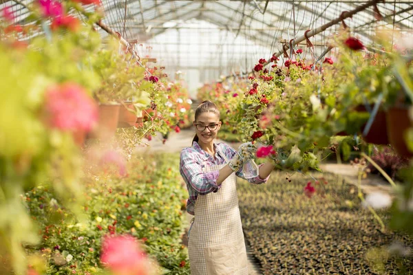 Hübsche Junge Frau Arbeitet Mit Frühlingsblumen Gewächshaus — Stockfoto