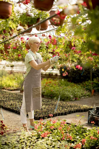 Blick Auf Seniorin Die Über Blumen Garten Arbeitet — Stockfoto