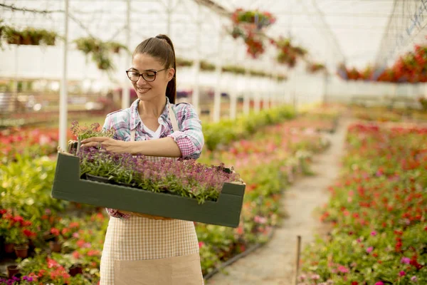 Pretty Young Woman Holding Box Full Spring Flowers Greenhouse — Stock Photo, Image