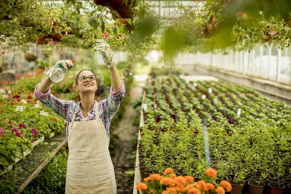 Hübsche Junge Frau Arbeitet Mit Frühlingsblumen Gewächshaus — Stockfoto