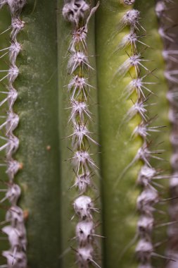 Kaktüs Pilocereus leucocephalus detay