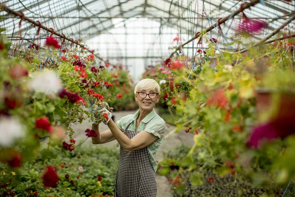 Portrait Senior Woman Working Greengarden — Stock Photo, Image
