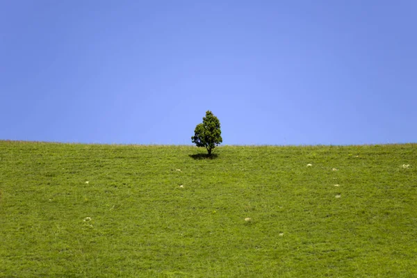 Zobacz Piękne Zielone Wzgórza Lonely Drzewo Inspringtime — Zdjęcie stockowe