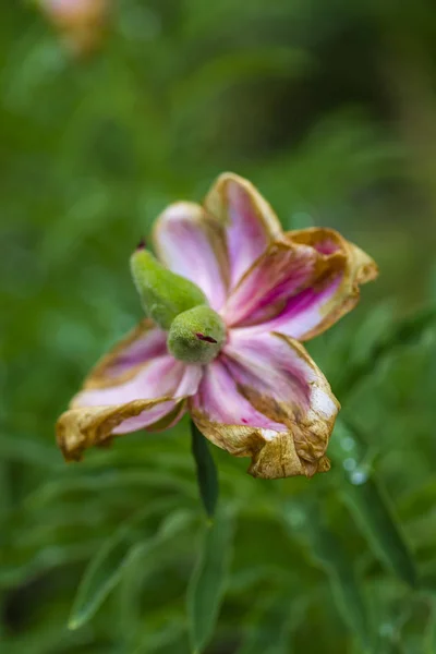 Bahçedeki Ortak Şakayık Çiçeği Paeonia Officinalis — Stok fotoğraf