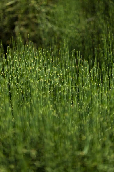 Крупним Планом Вид Зелену Траву Полі — стокове фото
