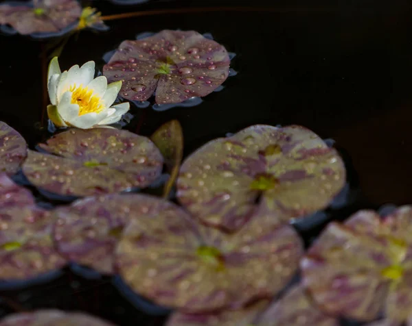White Waterlily Nymphaea Alba Bud Pond — Stock Photo, Image