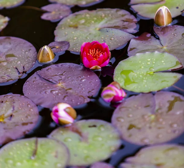 Closeup Nymphaea Waterlilies Pond — Stock Photo, Image