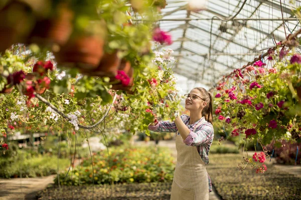 Mujer Joven Bonita Trabajando Con Flores Primavera Invernadero — Foto de Stock