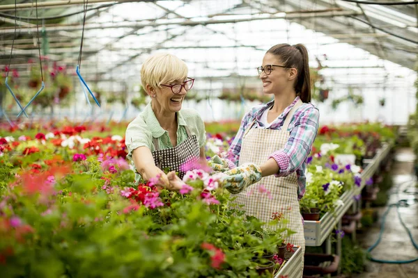 Portrait Senior Young Women Working Together Flower Garden Sunny Day — Stock Photo, Image