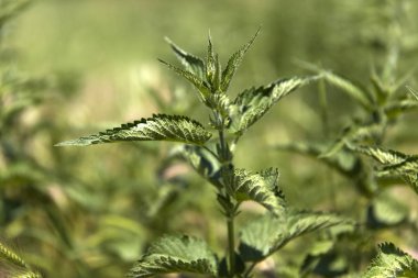 Bahar alanında ortak ısırgan, görüntüleme