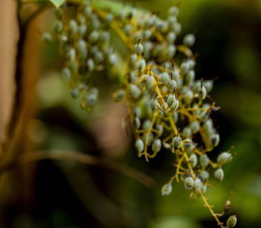 Tüy haşhaş (Bocconia frutescens detay)