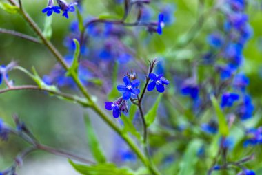 Bahçede İtalyan bugloss (sığırdili azurea) çiçek