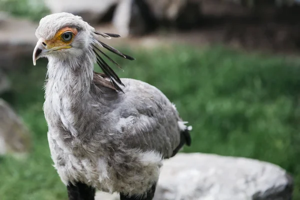 Nézd Meg Vértes Egyetlen Secretarybird Sagittarius Serpentarius — Stock Fotó