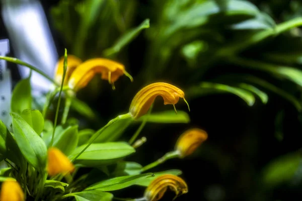 Κινηματογράφηση Πρώτο Πλάνο Πορτοκαλιά Λουλούδια Ορχεοειδούς Masdevallia — Φωτογραφία Αρχείου