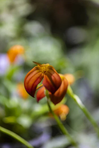 Kırmızı Turuncu Orkide Çiçekler Masdevallia Ignea — Stok fotoğraf