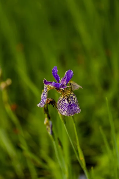 Zblízka Pohled Květiny Iris — Stock fotografie