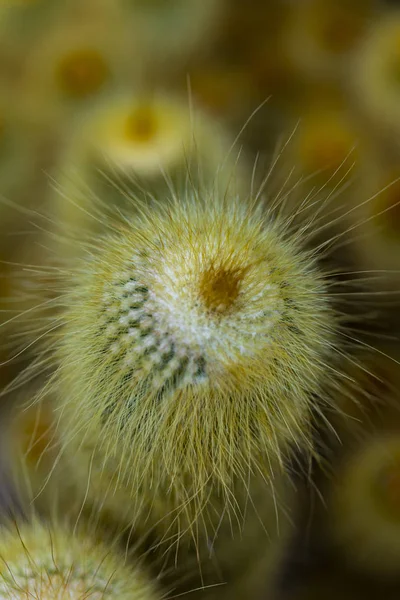 Gula Tornet Parodia Leninghausii Cactus — Stockfoto