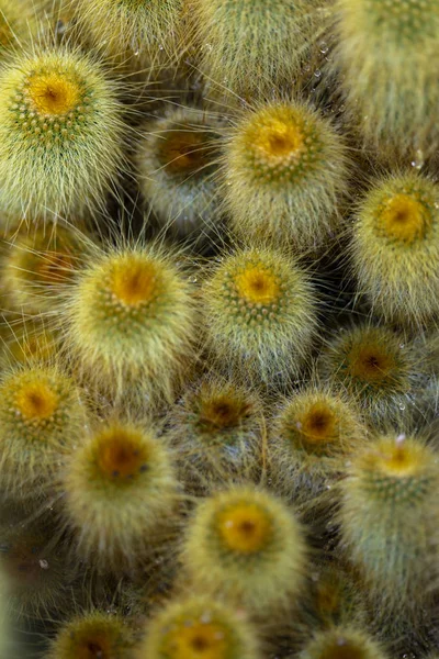 Kaktus Wieża Żółty Parodia Leninghausii — Zdjęcie stockowe