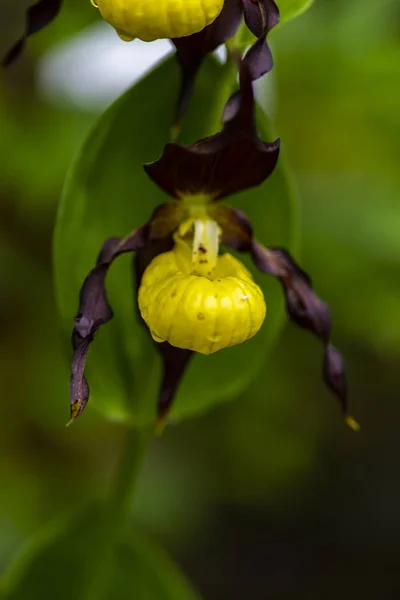 Frauenschuh Orchidee Cypripedium Calceolus Garten — Stockfoto