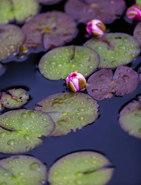 Closeup Nymphaea Waterlilies Pond — Stock Photo, Image