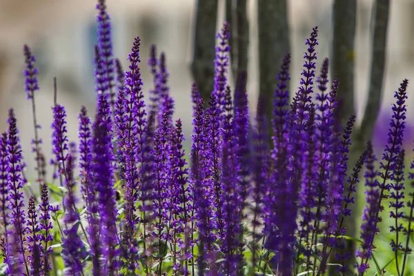 Close Van Lavendel Het Veld — Stockfoto