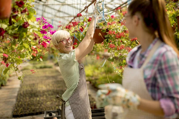 Portret Van Senior Jonge Vrouwen Werken Samen Bloementuin Bij Zonnige — Stockfoto