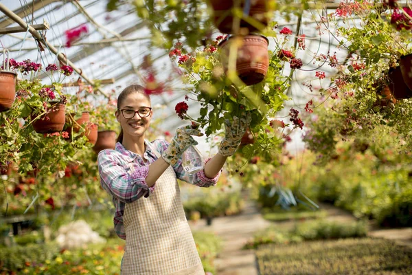 Hübsche Junge Frau Arbeitet Mit Frühlingsblumen Gewächshaus — Stockfoto