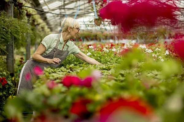 Retrato Mujer Mayor Que Trabaja Jardín Flores — Foto de Stock