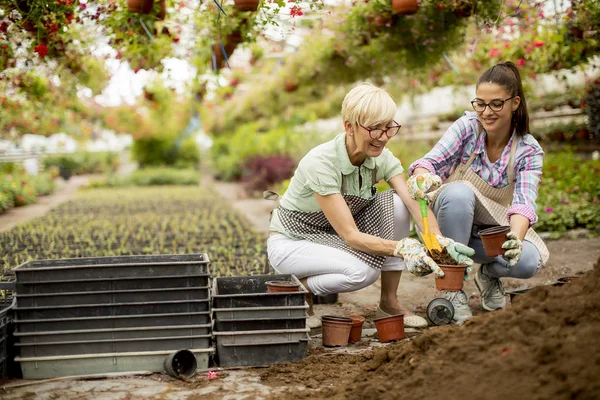 Twee Vrouwen Plant Bloemen Potten Greengarden — Stockfoto