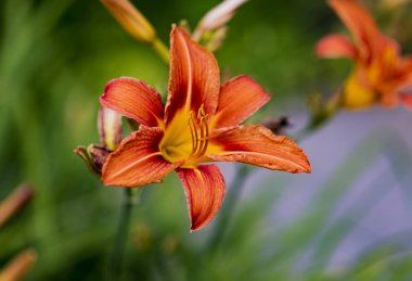 Turuncu gün lily (Hemerocallis fulva detay)