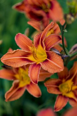 Turuncu gün lily (Hemerocallis fulva detay)
