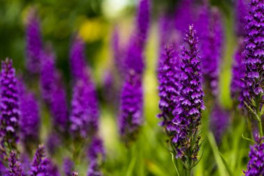 Moorland benekli orkide (Dactylorhiza maculata) alanında, görüntüleme