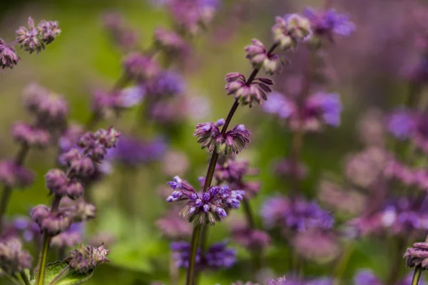 Clsoeup Van Bloemen Van Salvia Het Veld — Stockfoto