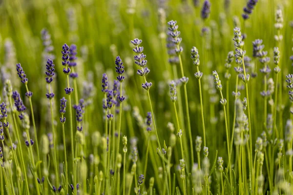 Detail Aus Dem Lavendelfeld Lavandula Angustifolia — Stockfoto