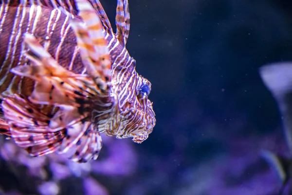 Bekijken Van Enkele Lionfish Het Water — Stockfoto
