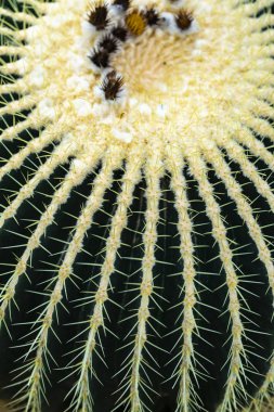 Ayrıntı altın varil kaktüs (Echinocactus grusonii)