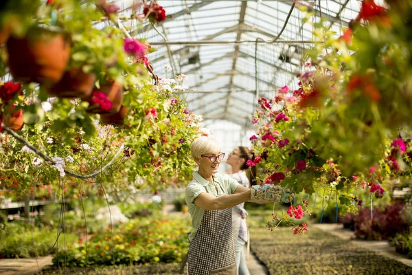 Greengarden の春の花で働く年配の女性で表示します — ストック写真