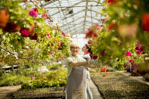 Blick Auf Seniorin Die Mit Frühlingsblumen Garten Arbeitet — Stockfoto