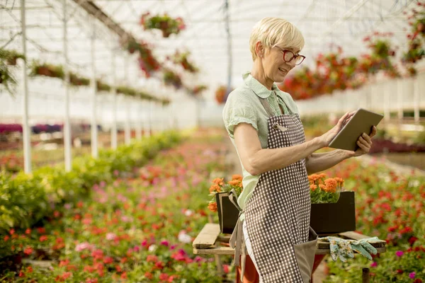 Portrait Senior Woman Using Tablet Flower Garden — Stok Foto