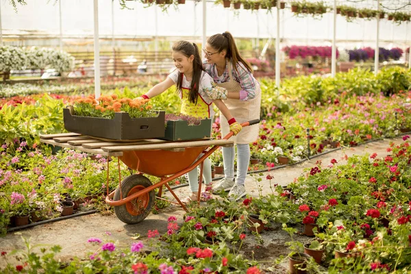 Two playful florist enjoying work while one of them riding in the cart in the greenhouse