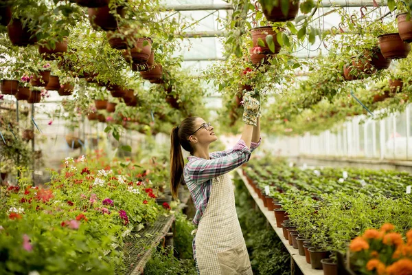 Hübsche Junge Frau Arbeitet Mit Frühlingsblumen Gewächshaus — Stockfoto