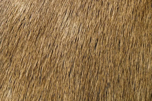 Closeup Detail Brown Deer Fur — Stock Photo, Image