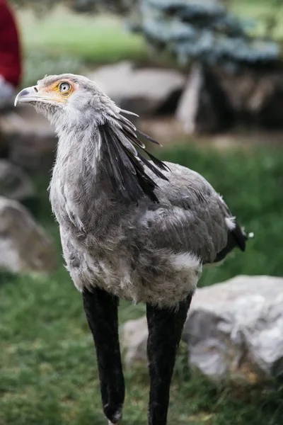 Secretarybird 궁수자리 Serpentarius에서 — 스톡 사진