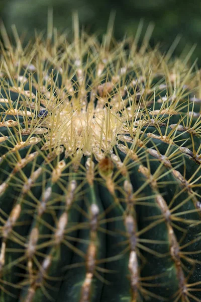 Detail Golden Barrel Cactus Echinocactus Grusonii — Stock Photo, Image